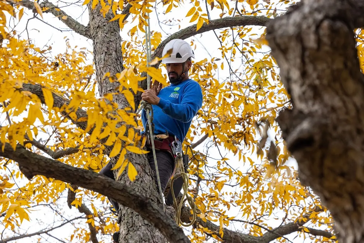 Skilled Tree Pruning crew working in Somers